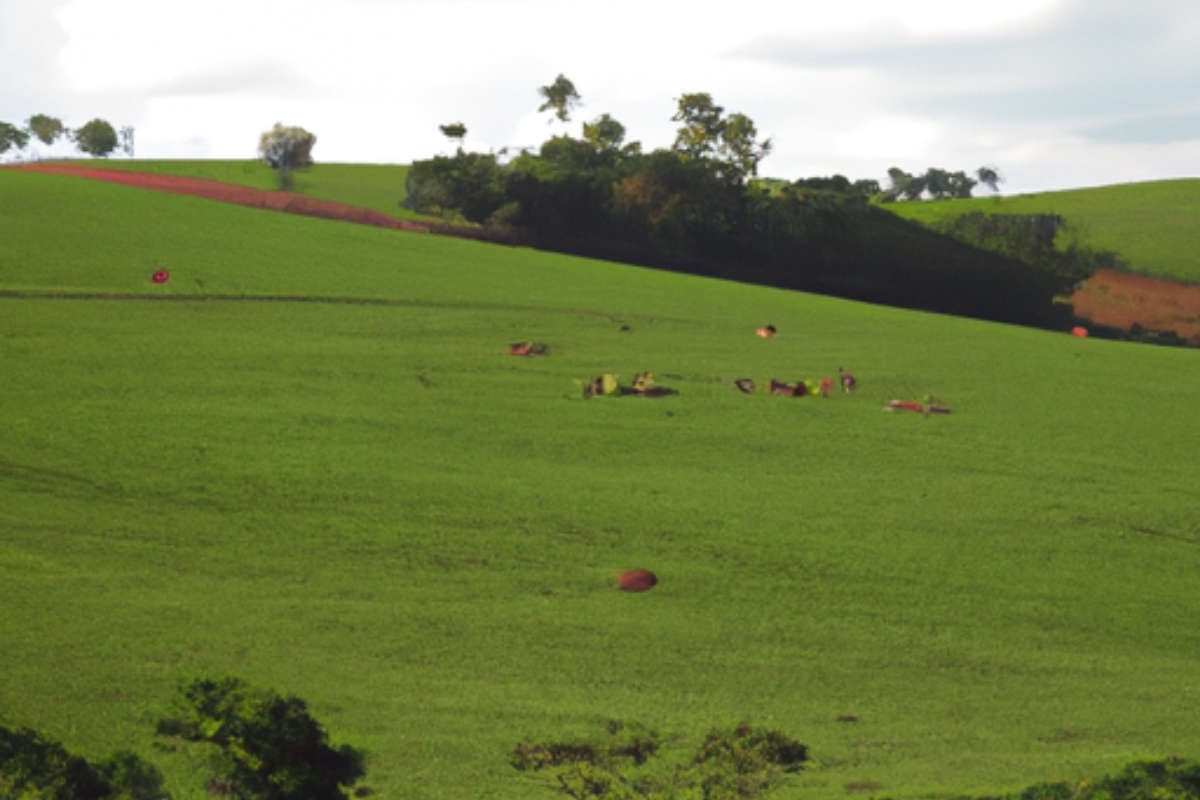 Os desafios e perspectivas do agropecuário brasileiro